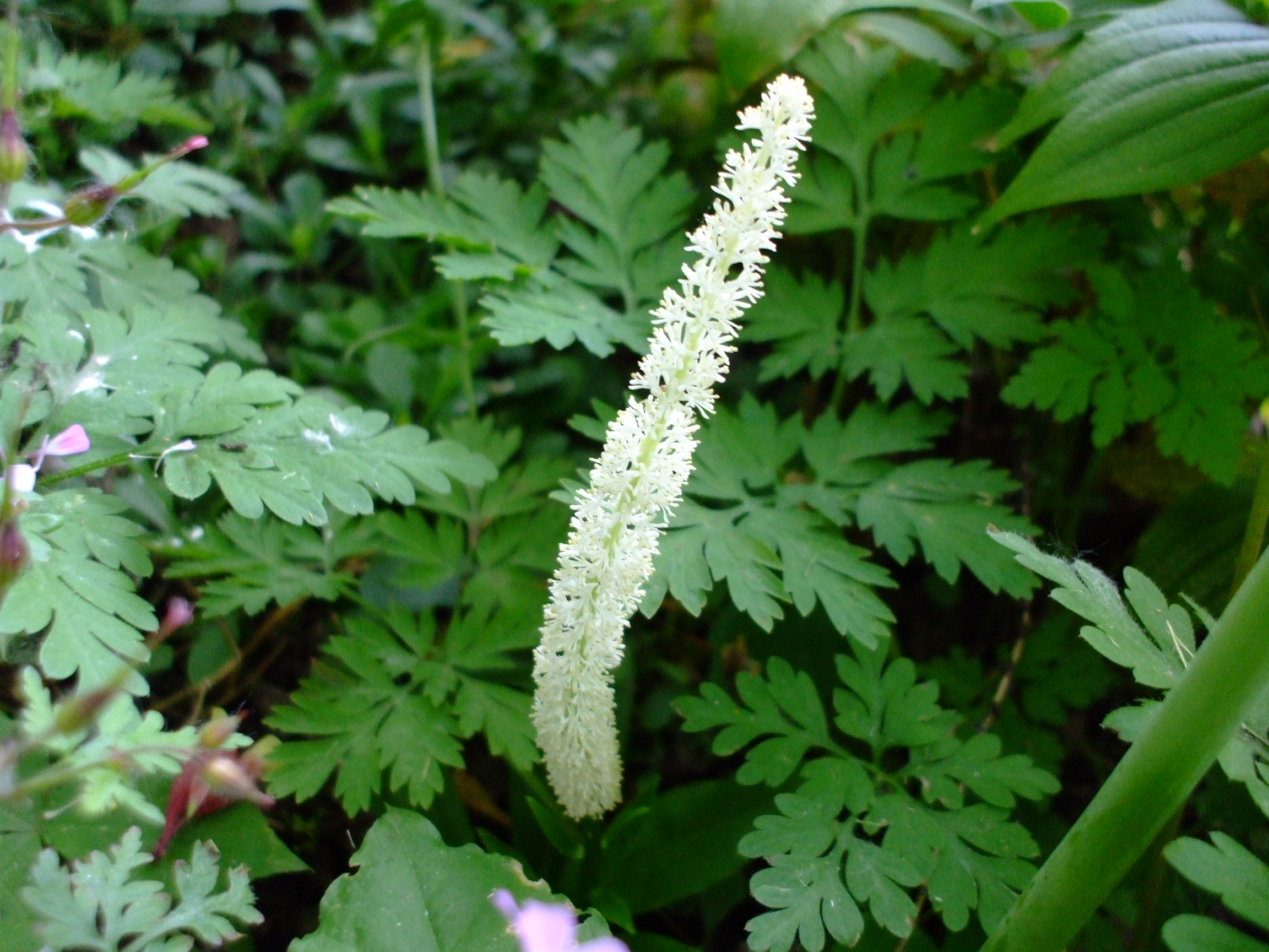 Chamaelirium luteum